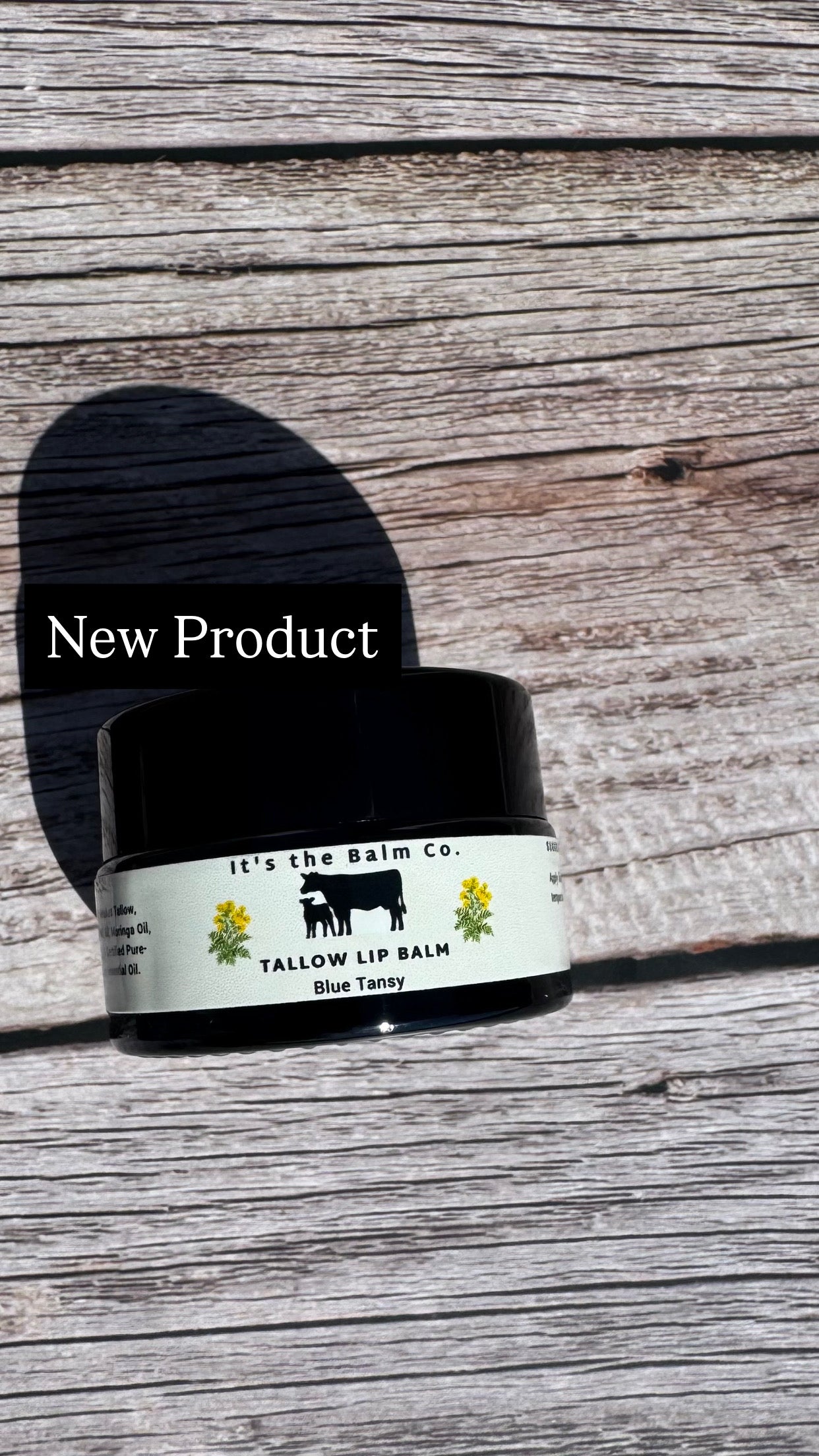 1/2 oz - TALLOW LIP BALM - BLUE TANSY